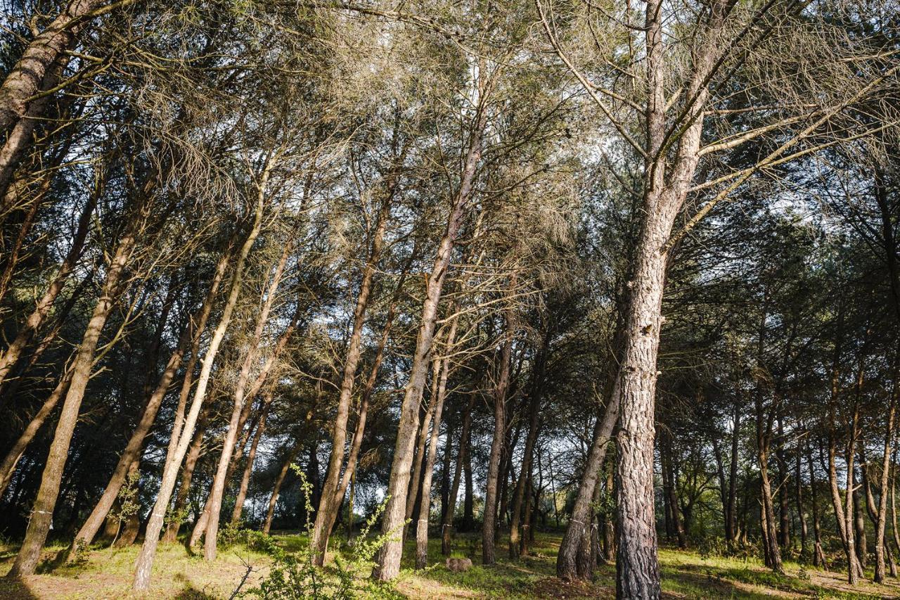 Ad Un Passo Da Cisternino - Trulli Con Foresta, Bici E Barbecue Zewnętrze zdjęcie